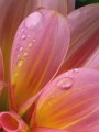 花瓣