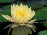 河中莲