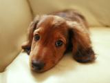 臘腸犬