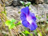 紫色牽牛花