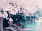 櫻花花海